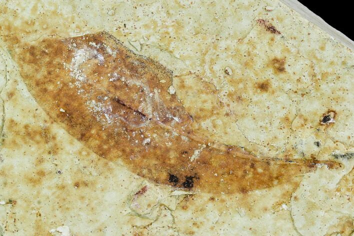 Fossil Allophylus Leaf - Green River Formation #109632
